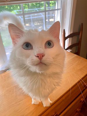 Charlotte Nc Turkish Angora Meet Bonded Pair Dotty A Pet For