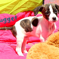 Thumbnail photo of Nugget~adopted! #1