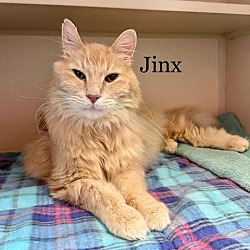 Photo of Jinx 230840