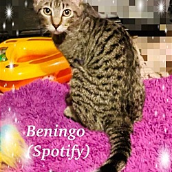Photo of Beningo