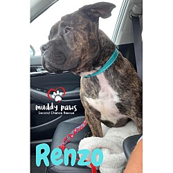 Thumbnail photo of Renzo #4