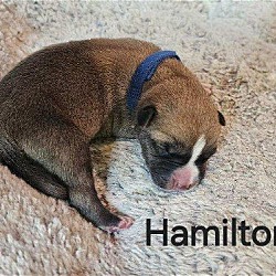 Photo of Hamilton