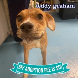 Thumbnail photo of Teddy Graham #1