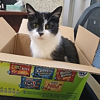 adopt a pet
