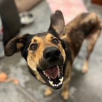 adopt a pet