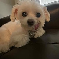 adopt-pet