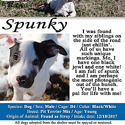 Thumbnail photo of Spunky #4