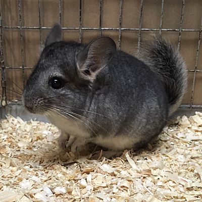 chinchillas for adoption