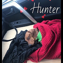 Thumbnail photo of Hunter #4