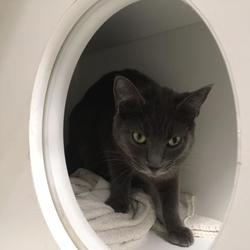 Ventura County Animal Services In Camarillo California