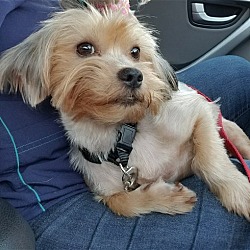 Marrero, LA - Yorkie, Yorkshire Terrier/Maltese. Meet Ruby HW + (In ...