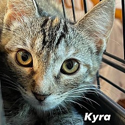 Thumbnail photo of Kyra #4