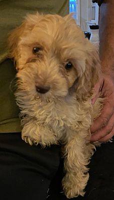 Hainesville, IL - Cockapoo. Meet Calvin a Pet for Adoption - AdoptaPet.com