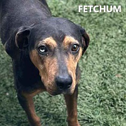 Thumbnail photo of Fetchum #1