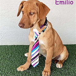 Thumbnail photo of Emilio #1