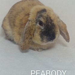 Thumbnail photo of Peabody & Peighton #2