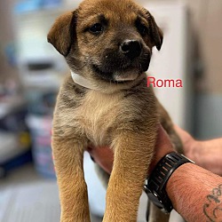Photo of Roma