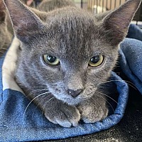 adopt a pet