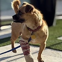adopt a pet