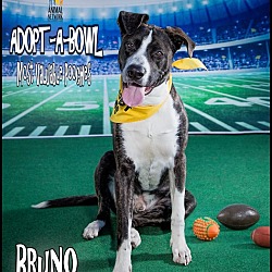 Thumbnail photo of BRUNO #1