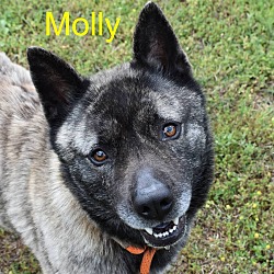 Thumbnail photo of Molly - Boarding 1 Yr! #2