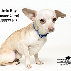 Thumbnail photo of Little Boy  (Foster Care) #4