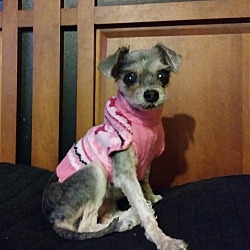 Thumbnail photo of Mily*Adopted #2