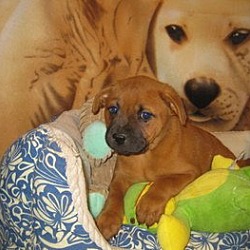 Thumbnail photo of Ruby (Rosie's puppy) #3