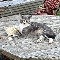 adopt a pet