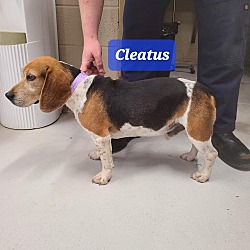 Photo of Cleatus
