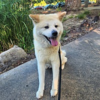 adopt a pet