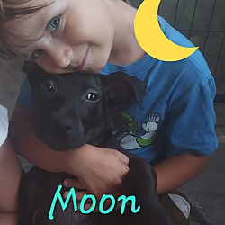 Thumbnail photo of Puppy Moon #1