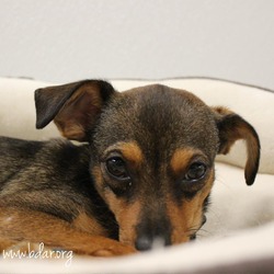 Photo of Mowgli