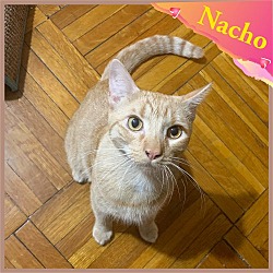 Thumbnail photo of Nacho- a purring FELV  sweetheart #4