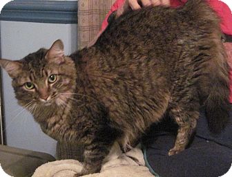 Buford Ga Maine Coon Meet Mango 35 00 Declawed A Pet For