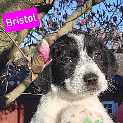 Thumbnail photo of Bristol #3