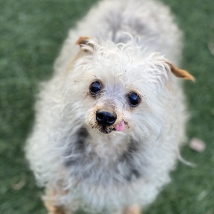 Sacramento, CA - Maltese/Yorkie, Yorkshire Terrier. Meet Bingham a Pet ...