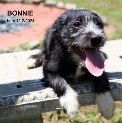 Photo of Bonnie-9019