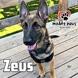 Photo of Zeus (Courtesy Post)