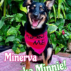 Thumbnail photo of Minerva #1