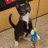 adopt a pet