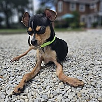 adopt a pet