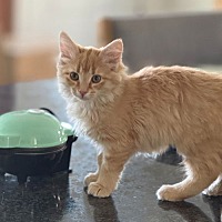 adopt a pet