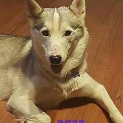 Thumbnail photo of Mika -Adopted July 2017 #1