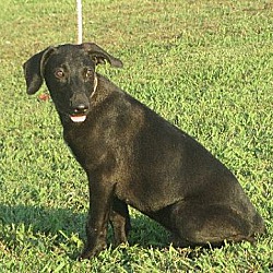 Beebe Humane Society's Desperate House Dogs (PA) in Harrisburg, Pennsylvania