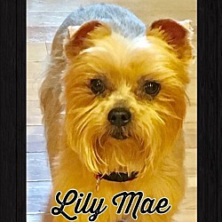 Photo of Lily Mae