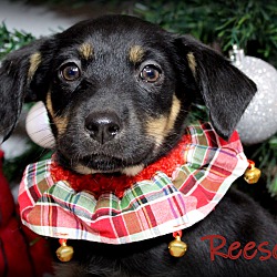 Thumbnail photo of Reese ~ meet me! #3