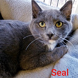 Thumbnail photo of Seal #4