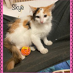 Photo of SKYE (see also EVA, ABBY)