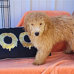 Thumbnail photo of TOM or JERRY Mini goldendoodles #4